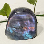 Labradorite Multicolores